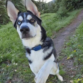 Ringo -  Husky and German Shepherd Dog Dog for Adoption in Las Vegas, Nevada - Ringo | PetCurious
