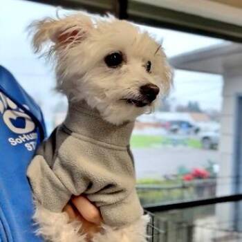 Zoey -  Mixed Breed Dog for Adoption in Medford, Oregon - Zoey | PetCurious