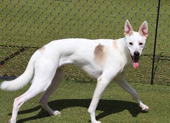 Maury (Rocket) -  Mixed Breed Dog for Adoption in Athens, Georgia - Maury (Rocket) | PetCurious