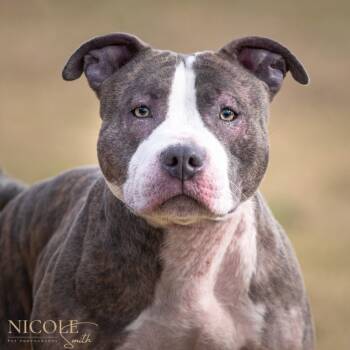 Rescue Pit Bull Terrier Dogs for Adoption in Henderson, Kentucky - River | PetCurious