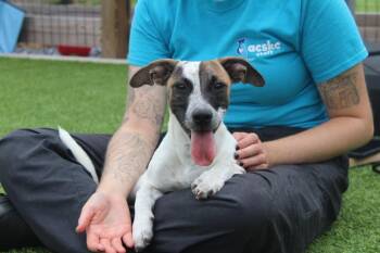 Libby -  Jack Russell Terrier Dog for Adoption in Chestertown, Maryland - Libby | PetCurious