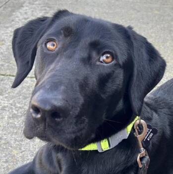 Labrador Retriever Dogs Available for Adoption - Harlow | PetCurious