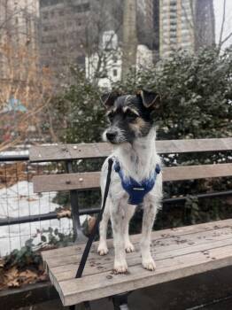 Jack Russell Terrier and Terrier Dogs Available for Adoption - Azul | PetCurious