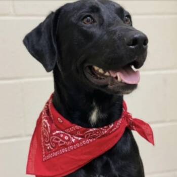 JuneBug -  Black Labrador Retriever Dog for Adoption in Crosby, Texas - JuneBug | PetCurious
