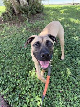 Alpha -  Mixed Breed and Mastiff Dog for Adoption in Cornelius, North Carolina - Alpha | PetCurious