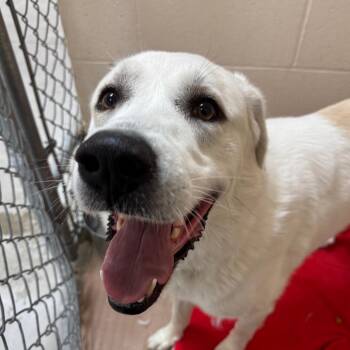 Denali -  Great Pyrenees and Mixed Breed Dog for Adoption in Reno, Nevada - Denali | PetCurious