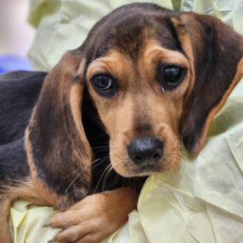 Souffle -  Mixed Breed Dog for Adoption in Auburn, Alabama - Souffle | PetCurious