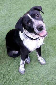 Rescue Black Labrador Retriever and Cattle Dog Dogs for Adoption in Phoenix, Arizona - Timex | PetCurious