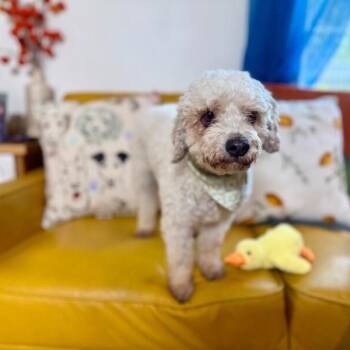 Poodle and Miniature Poodle Dogs Available for Adoption - Bailey | PetCurious