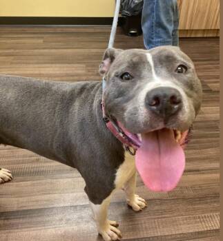 Rescue Pit Bull Terrier Dogs for Adoption in Vallonia, Indiana - May | PetCurious