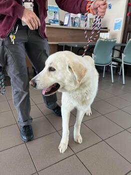 Great Pyrenees and Labrador Retriever Dogs Available for Adoption - Max | PetCurious