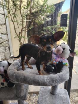 Pan -  Dachshund and Chihuahua Dog for Adoption in Fort Worth, Texas - Pan | PetCurious