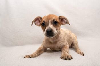 Princess. (6 lbs of joy) -  Dachshund and Wirehaired Terrier Dog for Adoption in Mobile, Alabama - Princess. (6 Lbs Of Joy) | PetCurious