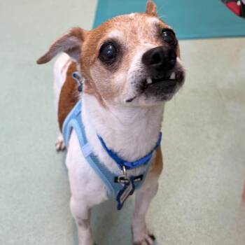 Scooter 14311 -  Jack Russell Terrier and Chihuahua Dog for Adoption in San Francisco, California - Scooter 14311 | PetCurious