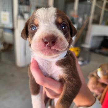 Reed -  Mixed Breed Dog for Adoption in Leander, Texas - Reed | PetCurious