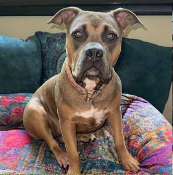 Truffles -  Mixed Breed Dog for Adoption in Candler, North Carolina - Truffles | PetCurious