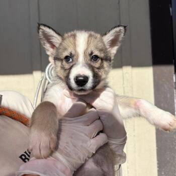 Glenda 3136 -  Husky Dog for Adoption in Loxahatchee Groves, Florida - Glenda 3136 | PetCurious