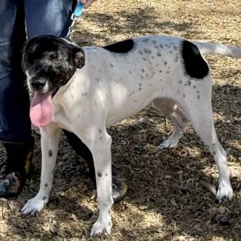 Pumpkin -  Border Collie Dog for Adoption in Queen City, Texas - Pumpkin | PetCurious