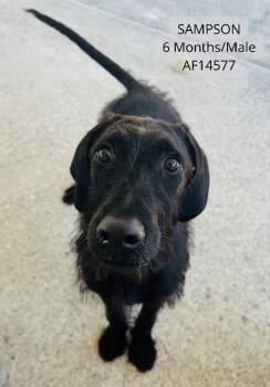 Sampson -  Terrier and Mixed Breed Dog for Adoption - Sampson | PetCurious