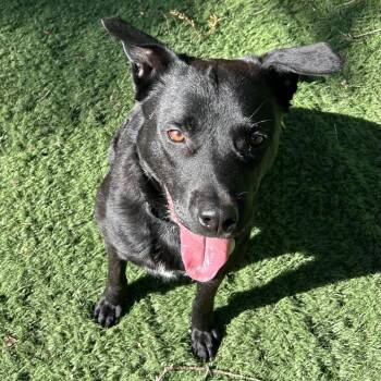Rosemary -  Shepherd and Mixed Breed Dog for Adoption in Oak Park, Illinois - Rosemary | PetCurious