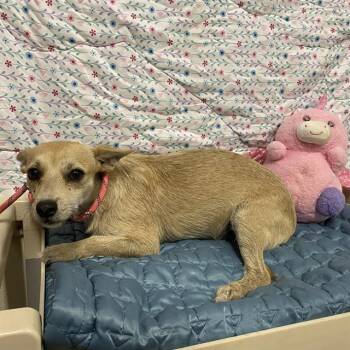 A613508 -  Norfolk Terrier and Mixed Breed Dog for Adoption in Modesto, California - A613508 | PetCurious