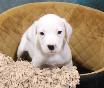 Snow -  Mixed Breed Dog for Adoption in Plain City, Ohio - Snow | PetCurious