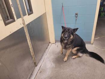 German Shepherd Dog Dogs Available for Adoption - NALO | PetCurious