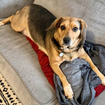 Beagle and Dachshund Dogs Available for Adoption in Bethel, Connecticut - Libby | PetCurious