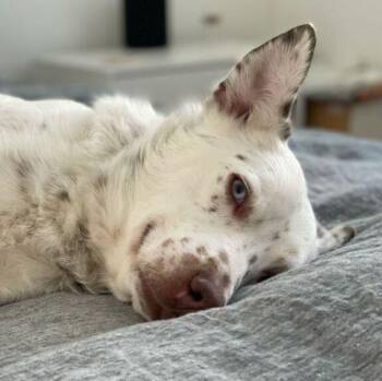 Mumbles: Adopt or Forever Foster -  Australian Cattle Dog Blue Heeler and Australian Shepherd Dog for Adoption in Rochester, New York - Mumbles: Adopt Or Forever Foster | PetCurious