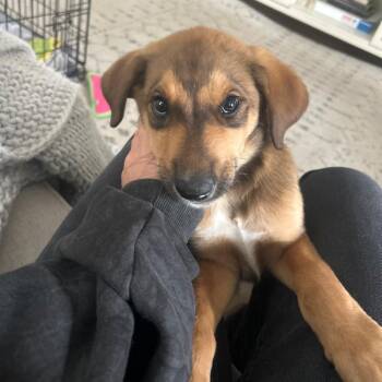 Beagle and Australian Shepherd Dogs Available for Adoption in Minnetonka, Minnesota - Jiminy D69125 | PetCurious