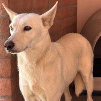 Ghost -  Shepherd Dog for Adoption in Green Valley, Arizona - Ghost | PetCurious