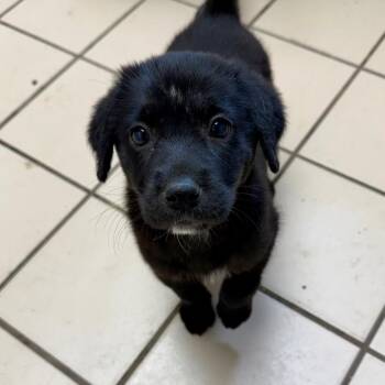 Labrador Retriever Dogs Available for Adoption - TUSC-Stray-83879_2_3_4 | PetCurious