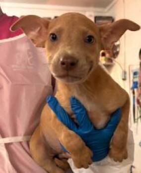 Johnson -  Mixed Breed Dog for Adoption in West Chester, Pennsylvania - Johnson | PetCurious