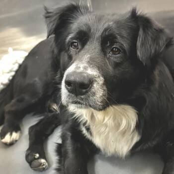 Mixed Breed Dogs Available for Adoption - Ronan | PetCurious