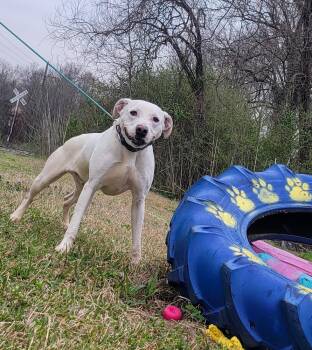Sam -  Boxer Dog for Adoption in Monroe, Louisiana - Sam | PetCurious
