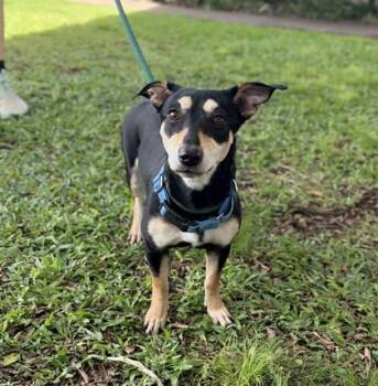Mahina -  Mixed Breed Dog for Adoption in Honolulu, Hawaii - Mahina | PetCurious