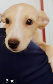 Bindi -  Labrador Retriever and Collie Dog for Adoption in Thompson Falls, Montana - Bindi | PetCurious