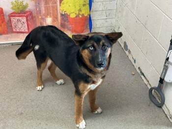 NYLA -  German Shepherd Dog and Mixed Breed Dog Available for Adoption in San Bernardino, California - NYLA | PetCurious