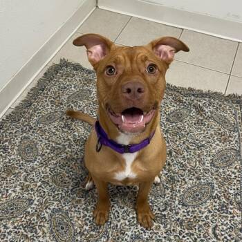 Terrier and Pit Bull Terrier Dogs Available for Adoption - Farah | PetCurious
