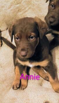 Doberman Pinscher and German Shepherd Dog Dogs Available for Adoption in Thompson Falls, Montana - Annie | PetCurious