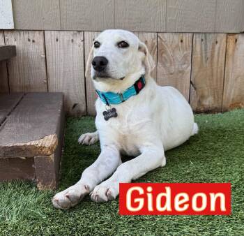 Gideon -  Great Pyrenees and Labrador Retriever Dog for Adoption in Fort Worth, Texas - Gideon | PetCurious