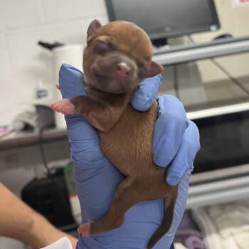 Nino -  Terrier and Mixed Breed Dog for Adoption in Edinburg, Texas - Nino | PetCurious