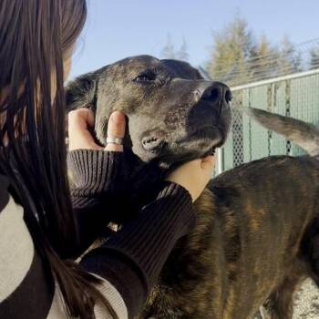 Barbara -  Plott Hound and American Staffordshire Terrier Dog for Adoption in Pullman, Washington - Barbara | PetCurious
