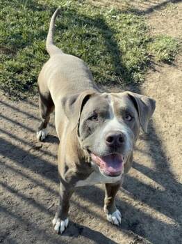 ANDY -  Pit Bull Terrier Dog for Adoption in Riverside, California - ANDY | PetCurious