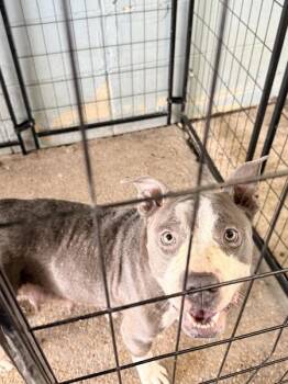 Canary -  Pit Bull Terrier Dog for Adoption in Mobile, Alabama - Canary | PetCurious