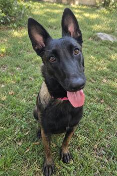 Gypsy -  Belgian Shepherd Malinois Dog for Adoption in Lockhart, Texas - Gypsy | PetCurious