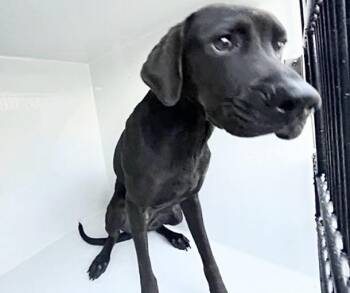 A658560 -  Labrador Retriever Dog for Adoption in Houston, Texas - A658560 | PetCurious