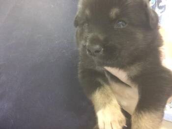 PADRE -  German Shepherd Dog and Mixed Breed Dog for Adoption in Riverside, California - PADRE | PetCurious
