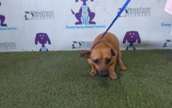 SASHA -  Chihuahua and Mixed Breed Dog for Adoption in Orlando, Florida - SASHA | PetCurious