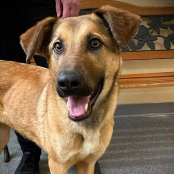 Shepherd and Mixed Breed Dogs Available for Adoption - Maple | PetCurious
